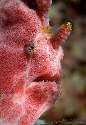 Painted frogfish (Antennarius pictus) with Nikon D300, 105mm by Michael Henke 